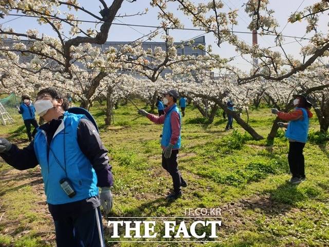 지난해 천안시 공무원들이 인력난에 시달리는 직산읍의 배 농장에서 인공수분 화접 봉사활동을 벌이고 있다. / 천안시