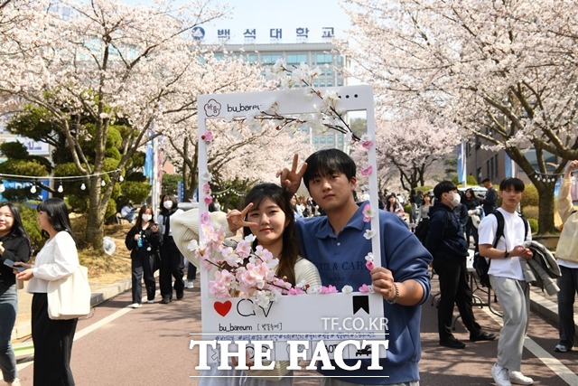 30일 천안지역 캠퍼스에 벚꽃이 만개했다. 백석대학교 학생들이 사진 쵤영하는 모습. / 백석대학교