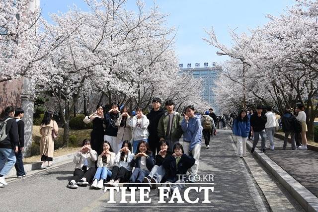30일 천안지역 캠퍼스에 벚꽃이 만개했다. 백석대학교 학생들이 사진 쵤영하는 모습. / 백석대학교