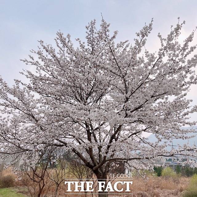 완주군 구이면 원두현마을 앞 왕벚꽃이 만개해 이곳을 오가는 상춘객들의 발길을 사로잡고 있다. / 완주=김성수 기자