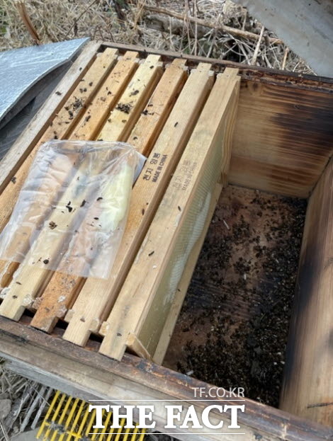꿀벌 피해농가 자료사진/진도군
