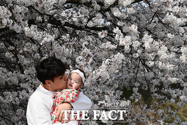 완연한 봄날씨를 보인 30일 오후 세종시 조천 벚꽃길을 찾은 한 가족이 기념촬영을 하고 있다. /세종= 이동률 기자
