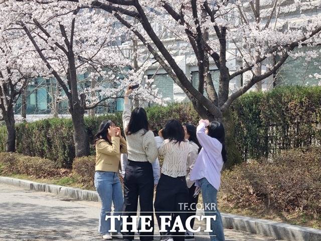 30일 천안지역 캠퍼스에 벚꽃이 만개했다. 단국대학교 학생들이 사진 쵤영하는 모습. / 천안=김경동 기자