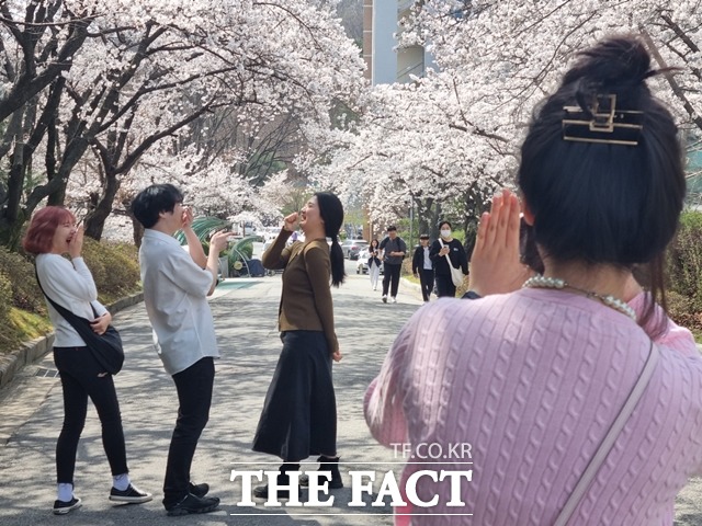 30일 천안지역 캠퍼스에 벚꽃이 만개했다. 단국대학교 학생들이 교내에 만개한 벚꽃을 배경으로 사진 촬영을 하는 모습. / 천안=김경동 기자
