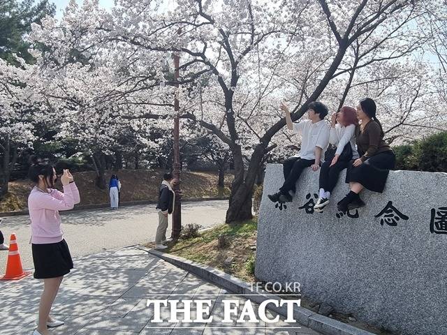 30일 천안지역 캠퍼스에 벚꽃이 만개했다. 단국대학교 학생들이 사진 쵤영하는 모습. / 천안=김경동 기자