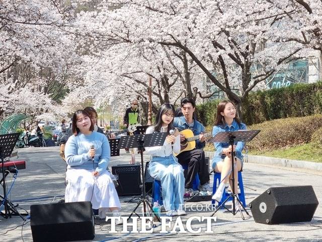 30일 천안지역 캠퍼스에 벚꽃이 만개했다. 단국대학교 뉴뮤직과 학생들이 30일 교내에서 버스킹 공연을 펼쳤다. / 천안=김경동 기자