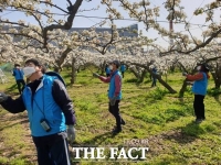  천안시, 배꽃 인공수분 자원봉사자 모집