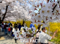  여의도 봄꽃축제 교통대책…도로통제·대중교통 증편