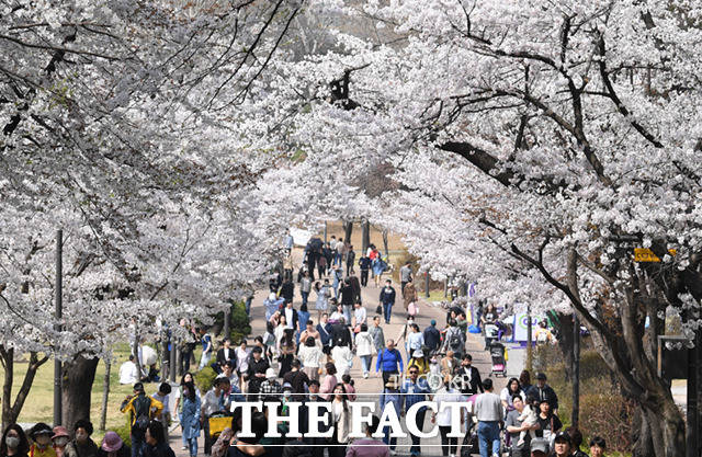 완연한 봄 날씨를 보인 1일 서울 광진구 어린이대공원 동물원을 찾은 시민들이 꽃놀이를 즐기고 있다. /이새롬 기자