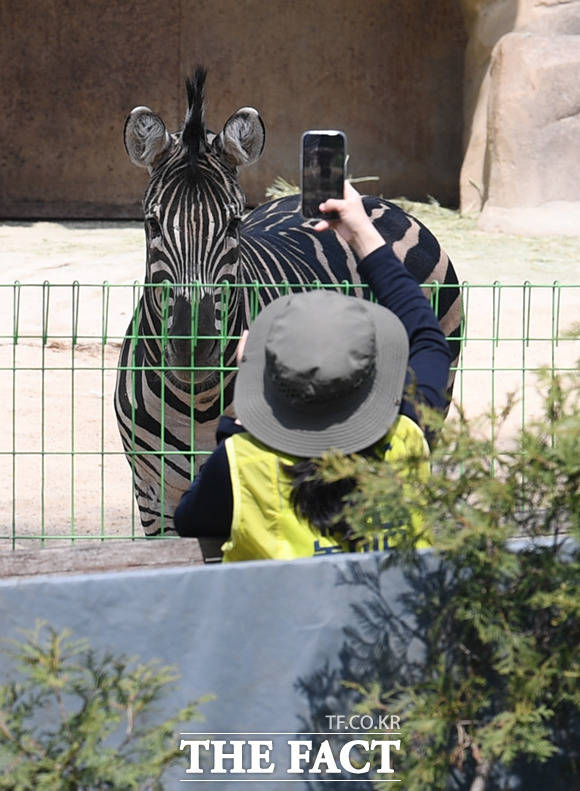 최근 동물원 탈출 소동을 벌인 얼룩말 세로가 1일 서울 광진구 어린이대공원 동물원에서 자신의 건강상태 등을 살피는 사육사를 바라보고 있다.