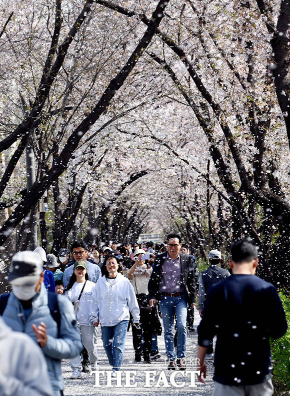 완연한 봄 날씨를 보인 2일 서울 강남구 양재천 일대에서 시민들이 벚꽃길을 걸으며 걷고 있다. /이새롬 기자