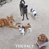  전주시 '광견병 예방접종 5000원만 부담하세요'