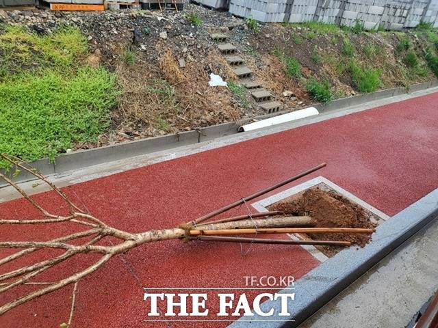 5일 오후 12시 18분쯤 통영시 산양읍 삼덕리에서 가로수가 쓰러지는 사고가 발생했다./경남소방본부