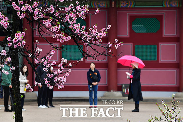 식목일인 5일 오후 서울 종로구 경복궁을 찾은 관광객들이 경내를 둘러보고 있다. /박헌우 기자