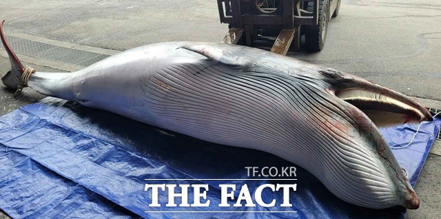 그물에 걸려 혼획된 밍크고래 사체/사천해양경찰서