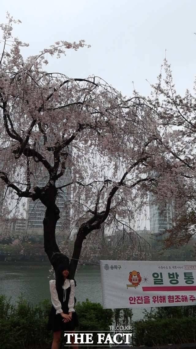 석촌호수 동호 수변무대 주변 벚꽃이 유일하게 남아 있는 벚나무 아래서 한 외국인 관광객이 기념사진을 찍고 있다. /이상빈 기자