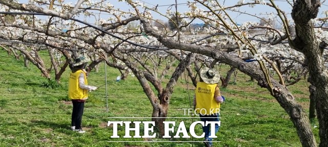 농협 천안시지부가 10일 ‘풍년농사 기원 발대식 및 농촌일손돕기’행사를 개최하고 성환읍에서 배인공수분 일손돕기를 벌였다. / 농협천안시지부