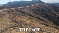  양양군, 산림자원조성...17만본 조림사업 추진