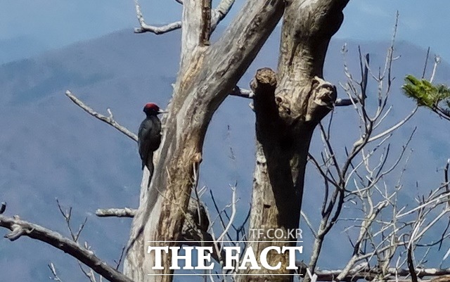 천연기념물 제242호인 까막딱따구리(멸종위기2급)/함양군