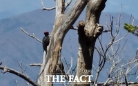  지리산서 천연기념물 '까막딱따구리' 모습 포착