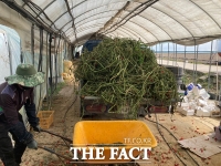  논산시, 구토 증상 신품종 방울토마토 폐기