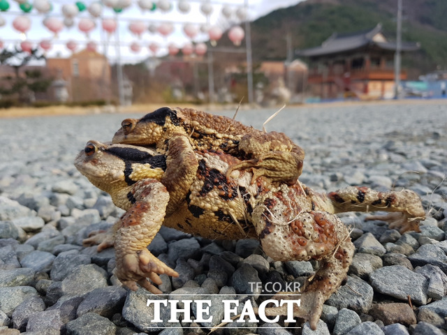 2022년 3월 두꺼비들이 산란을 하기 위해 대구 수성구 욱수동 망월지로 이동하고 있다. /대구 수성구