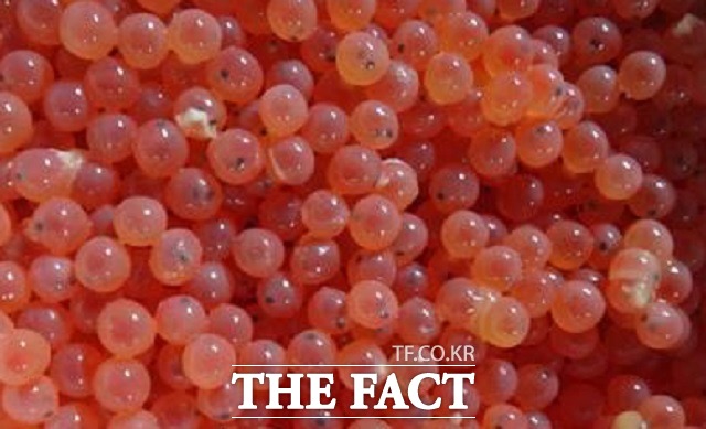 12일 강원도는 강원형 K-연어 산업 활성화를 위해 오는 13일 강원대학교와 연어 산업화와 공동 연구개발 관련 업무협약을 체결한다고 밝혔다. 사진은 연어 부화 모습./강원도