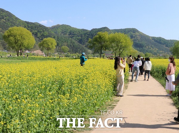 지난해 유채꽃단지 모습. /옥천군
