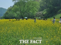  '옥천으로 유채꽃 보러오세요”