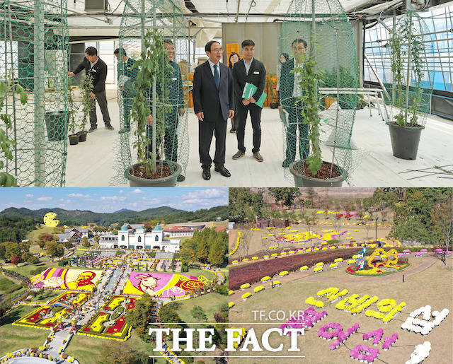 임실군이 천만송이 국화꽃 재배를 본격 시작했다. /임실군