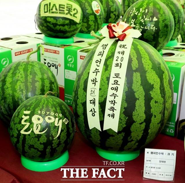 의령토요애수박축제 ‘챔피언 수박대회’에서 큰수박 대상에 선정된 용덕면 양재명 씨가 출품한 29kg짜리 수박/의령군