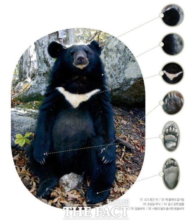 반달가슴곰 생김새 특징/국립공원야생생물보전원