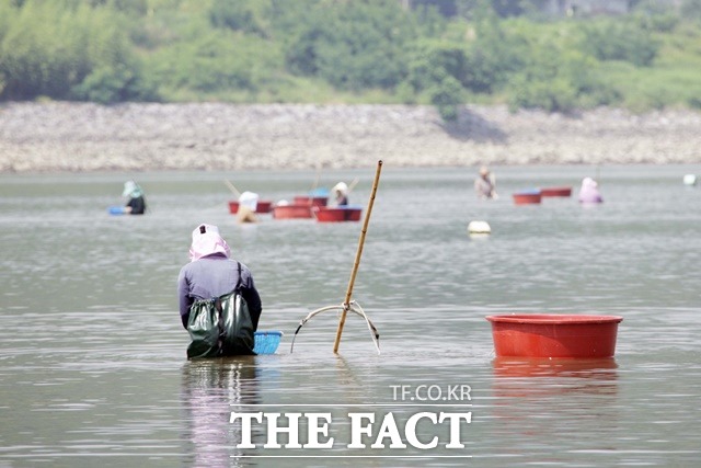 섬진강 재첩잡이 모습/하동군