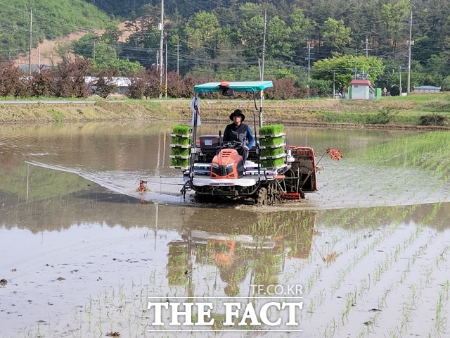 충남 천안시 동면 화덕리 김현수씨 농가가 올해 지역에서 처음으로 모내기를 실시했다. / 천안시