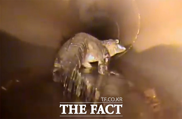 지난 5일(현지시간) 미국 플로리다주 오비에도에서 악어 한 마리가 땅속 빗물 배관 점검을 하던 로봇 카메라를 보고 도망가고 있다. /유튜브 Oviedo City Government 갈무리