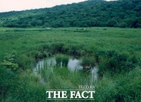  인제 대암산 '용늪', 16일부터 생태탐방 재개