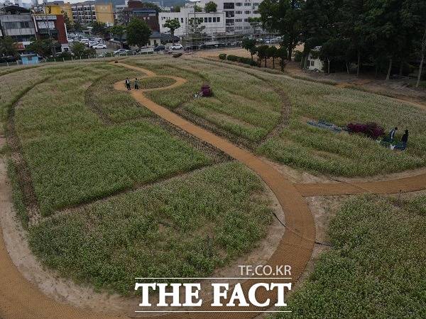 충북 청주시 옛 시청사 철거 부지에 5341㎡ 규모의 메밀정원이 조성됐다. /청주시