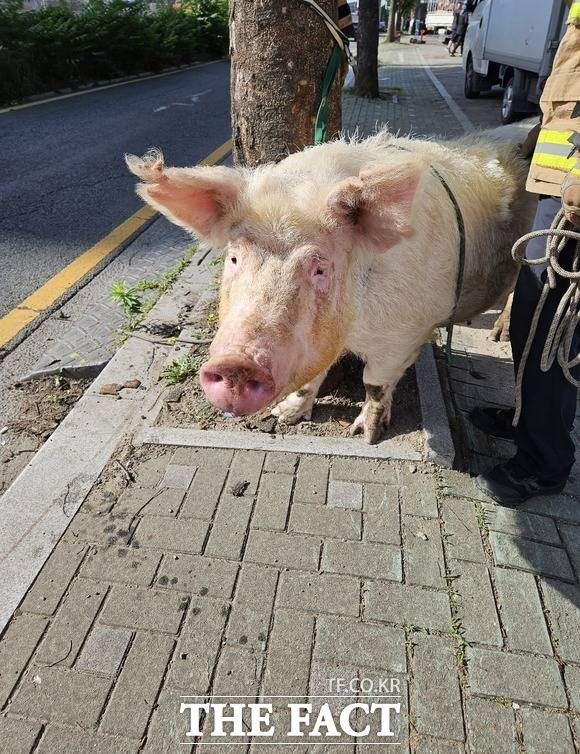 돼지가 도로에 떨어져 포획되고 있다./대구소방안전본부
