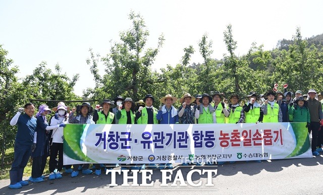 거창군과 거창지역 유관기관은 23일 농번기 인력난으로 어려움을 겪는 농가의 일손 부족 문제를 해소하기 위해 마리면 소재 과수원에서 농촌일손돕기에 나섰다./거창군