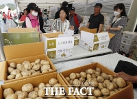  괴산 감물감자축제 16일 개막...감자캐기 등 체험 행사