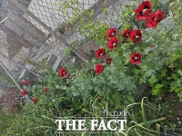  부산경찰청, 양귀비 몰래 경작한 135명 적발