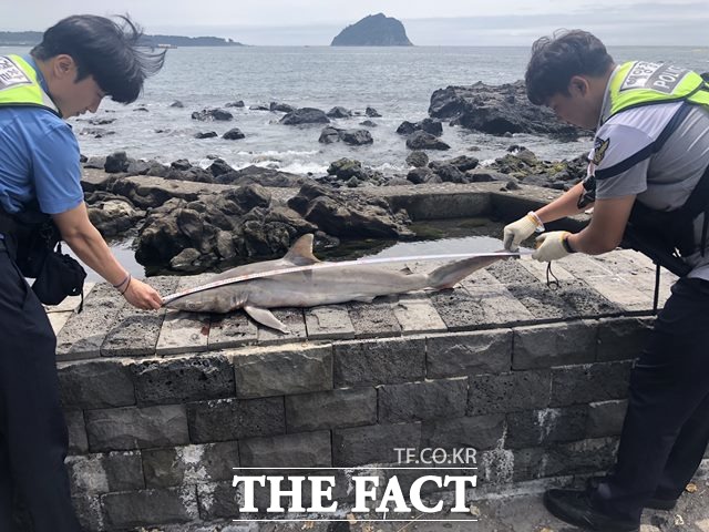 서귀포 자구리 공원 앞 해안가에서 몸길이 1m가 넘는 무태상어의 사체가 발견됐다./서귀포해양경찰서