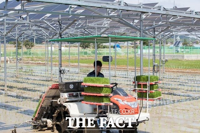 12일 군산시농업기술센터가 영농형 태양광 재배모델 실증지원사업 완공에 따른 모내기를 실시하고 있다. /군산시