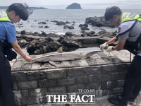  서귀포서 길이 1m 넘는 '포악' 무태상어 사체 발견