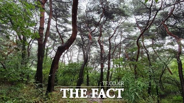 서울 남산 소나무림./ 산림청