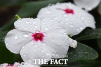  [오늘의 날씨] 무더위 적신 단비 오후 그쳐…낮 최고 28도