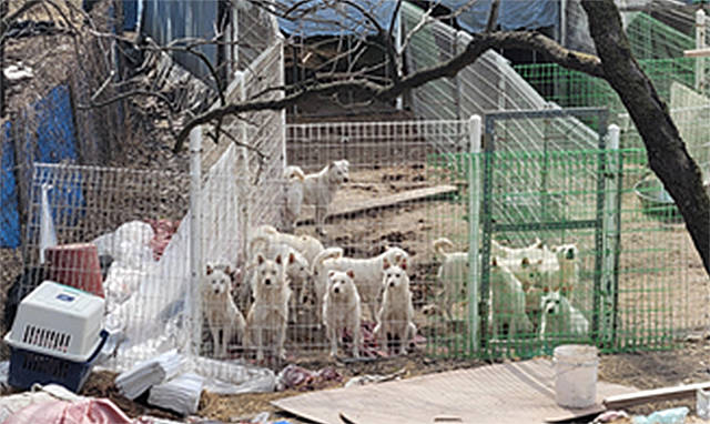 농식품부는 개발제한구역, 농업진흥구역 등에 위치하거나 개발행위 허가를 받지 않은 가설건축물 등은 이전이나 재건축을 추진한다. 사진은 좁고 열악한 공간에서 300마리 이상 밀집 사육 중인 모습./농림축산식품