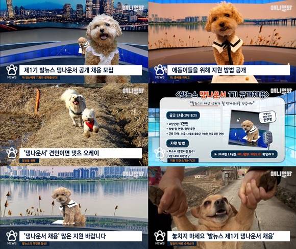 SBS 애니멀봐 오리지널 콘텐츠 발뉴스에서 강아지 앵커를 공개 채용한다. /SBS 애니멀봐 유튜브