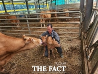  합천 세쌍둥이 어미 소, 또 쌍둥이 출산…2년 동안 5마리