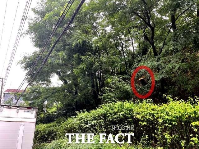 14일 오전0시1분께 서울 서대문구 홍제동에서 도로 옆 나무가 쓰러지면서 고압선을 덮치는 사고가 발생했다. 이로 인해 홍제동 일부 가구는 정전 피해를 입었다. 빨간색 동그라미 안이 쓰러진 나무. /이장원 인턴기자